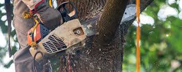 Professional Tree Care in Shelburn, IN